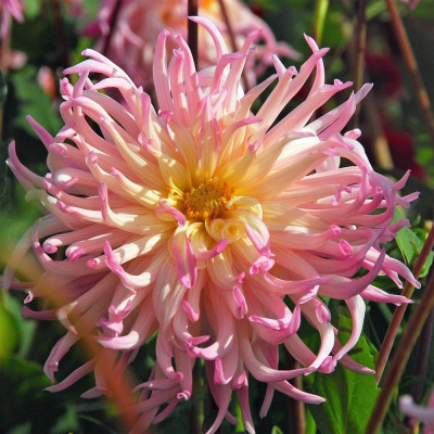 Георгин Жанна Д'арк (1 шт)