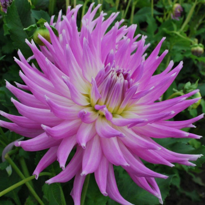 Георгин Мингус Грегори (1 шт)