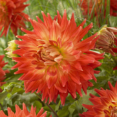 Георгин Файерд Ап (1 шт)