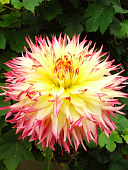 Георгин Капроз Джозефина