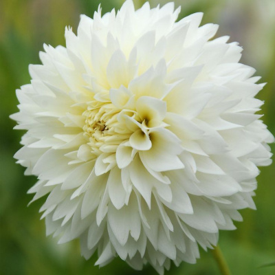 Георгин Майяма Фубуки (1 шт)