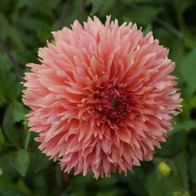 Георгин Оранж Фубуки (1 шт)