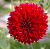 Георгин Ред Фубуки (1 шт)