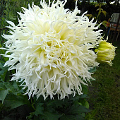 Георгин Цуки Йори Но Шиша (1 шт)