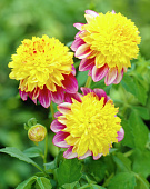 Георгин Буги Вуги