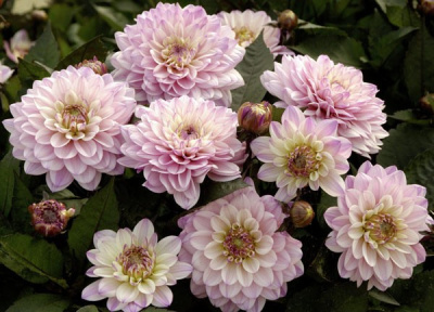 Георгин Гэллери Ла Тур (1 шт)