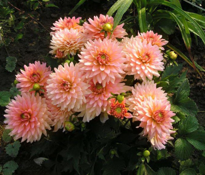 Георгин Гэллери Леонардо (1 шт)