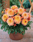 Минивитрина Георгин Гэллери Пабло (15 шт)