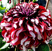 Минивитрина Георгин Икс Фактор (15 шт)