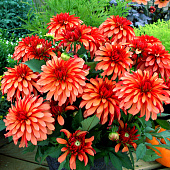 Минивитрина Георгин Гэллери Арт Деко