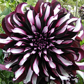 Минивитрина Георгин Тартан (15 шт)