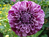 Минивитрина Георгин Марбл Болл (15 шт)