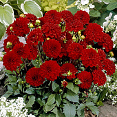 Минивитрина Георгин Гэллери Зингер (15 шт)