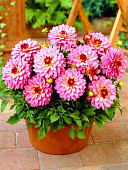 Минивитрина Георгин Гэллери Сальвадор