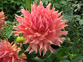 Минивитрина Георгин Омега (15 шт)