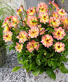 Минивитрина Георгин Пасифик Оушн