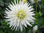 Минивитрина Георгин Май Лав (15 шт)