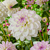 Минивитрина Георгин Эвелин (15 шт)