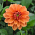 Георгин (1 шт)