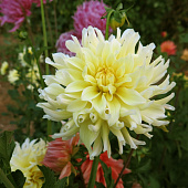 Георгин Берлинер Лемон