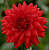 Георгин Ред Марджоретт (1 шт)