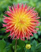 Георгин Фринжед Стар (1 шт)