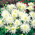 Георгин Плайя Бланка (1 шт)