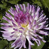 Минивитрина Георгин Болд Аксент