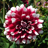 Минивитрина Георгин Дуэт (15 шт)