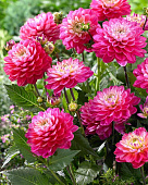 Минивитрина Георгин Мелоди Пинк Аллегро (15 шт)