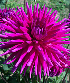 Минивитрина Георгин Пёрпл Джем (15 шт)