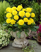 Минивитрина Георгин Сиса (15 шт)