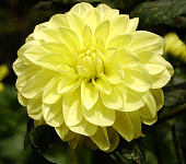 Георгин Глори Ван Хемстед (1 шт)