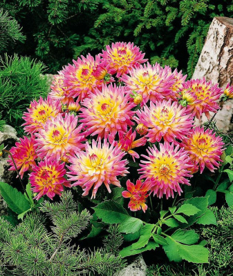 Георгин Мелоди Джипси (1 шт)