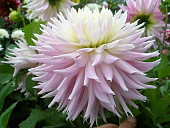 Минивитрина Георгин Киев