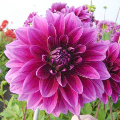 Георгин Ле Барон (1 шт)