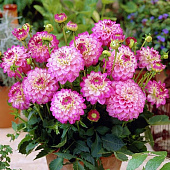 Минивитрина Георгин Мелоди Дикси (15 шт)