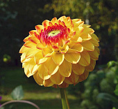 Минивитрина Георгин Санни Бой