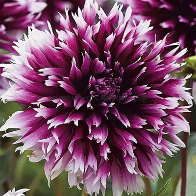 Георгин Клер Обскур (1 шт)