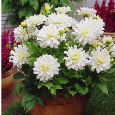 Георгин Аспен (1 шт)