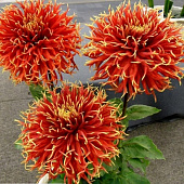 Минивитрина Георгин Шоу Енд Телл (15 шт)