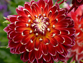 Минивитрина Георгин Акита (15 шт)