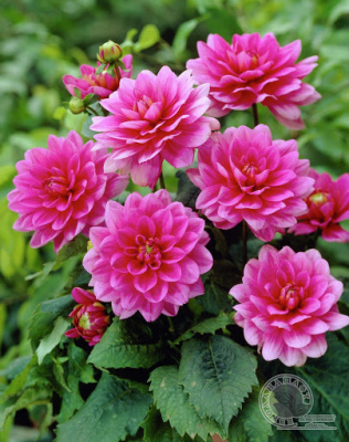 Георгин Блюсетте (1 шт)