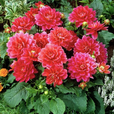 Георгин Берлинер Клин (1 шт)