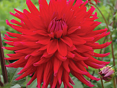 Минивитрина Георгин Акапулько (15 шт)