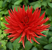 Георгин Бергерс Рекорд (1 шт)