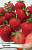 Земляника (Клубника) Гармония (5 шт)