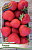 Земляника (Клубника) Рандеву (5 шт)
