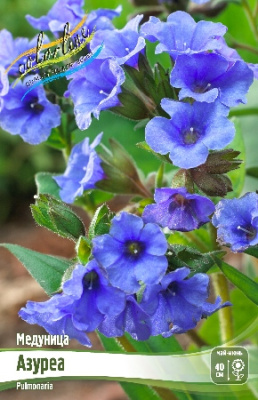 Медуница Азуреа (1 шт)