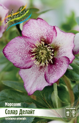 Морозник Солар Делайт (1 шт)